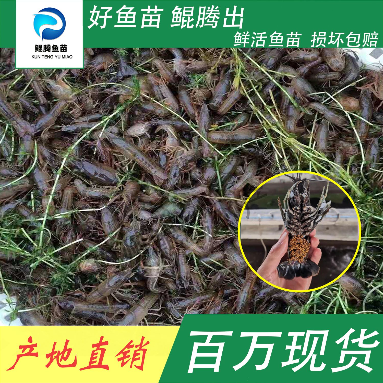 澳洲龙虾苗 鲲腾鱼苗 好鱼苗鲲腾出 产地直销百万现货