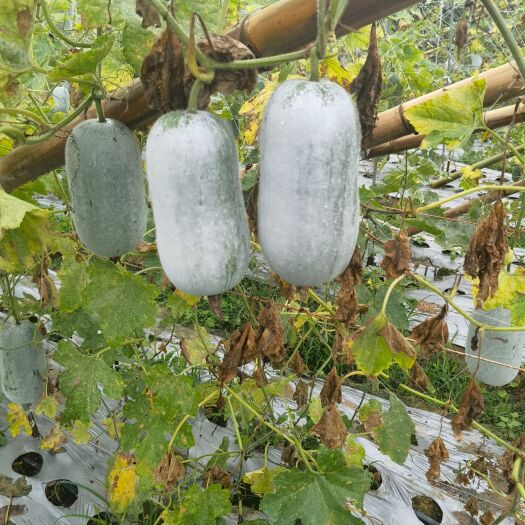 华宁县水果冬瓜 香冬瓜.吊冬瓜.云南货，新鲜上市，手速慢无，有实力
