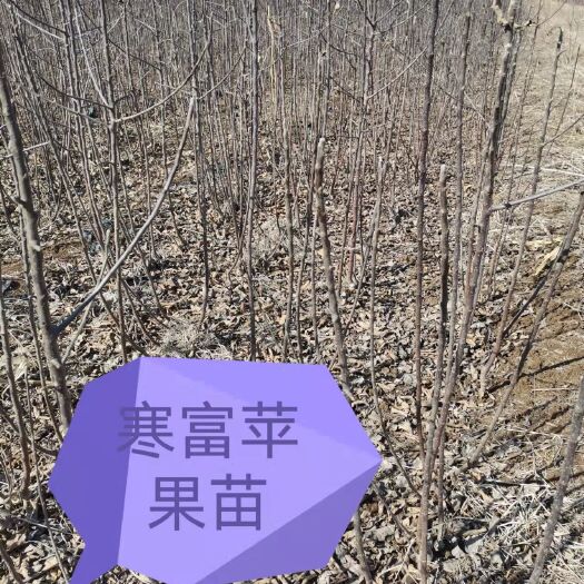 遵化市苹果树苗 苹果苗