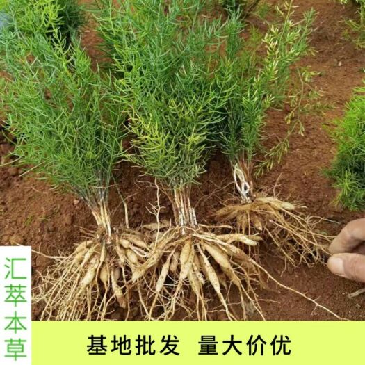 金秀县天门冬苗 天冬中药材苗木  广西纯正天冬种植苗  高产天冬苗