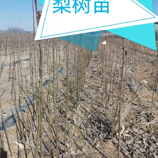  梨树苗