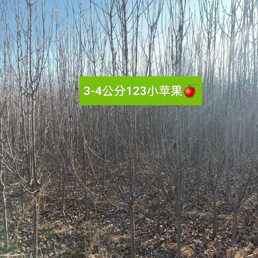 遵化市苹果树苗 苹果苗