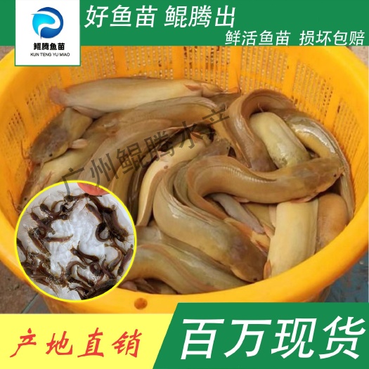 广州本地塘鲺 塘角鱼苗 鲲腾鱼苗 好鱼苗鲲腾出 产地直销百万现