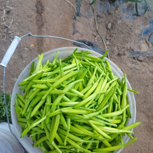 新泰市 黄花菜