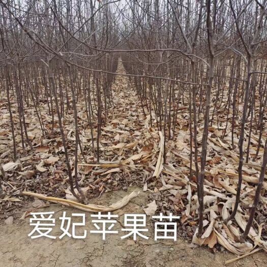 遵化市苹果树苗 香妃苹果苗