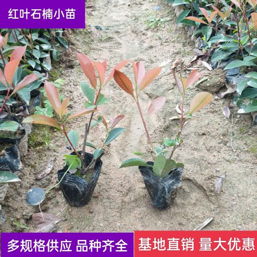 漳浦县【优选】红叶石楠 基地批发 福建红叶石楠小苗 耐寒植物