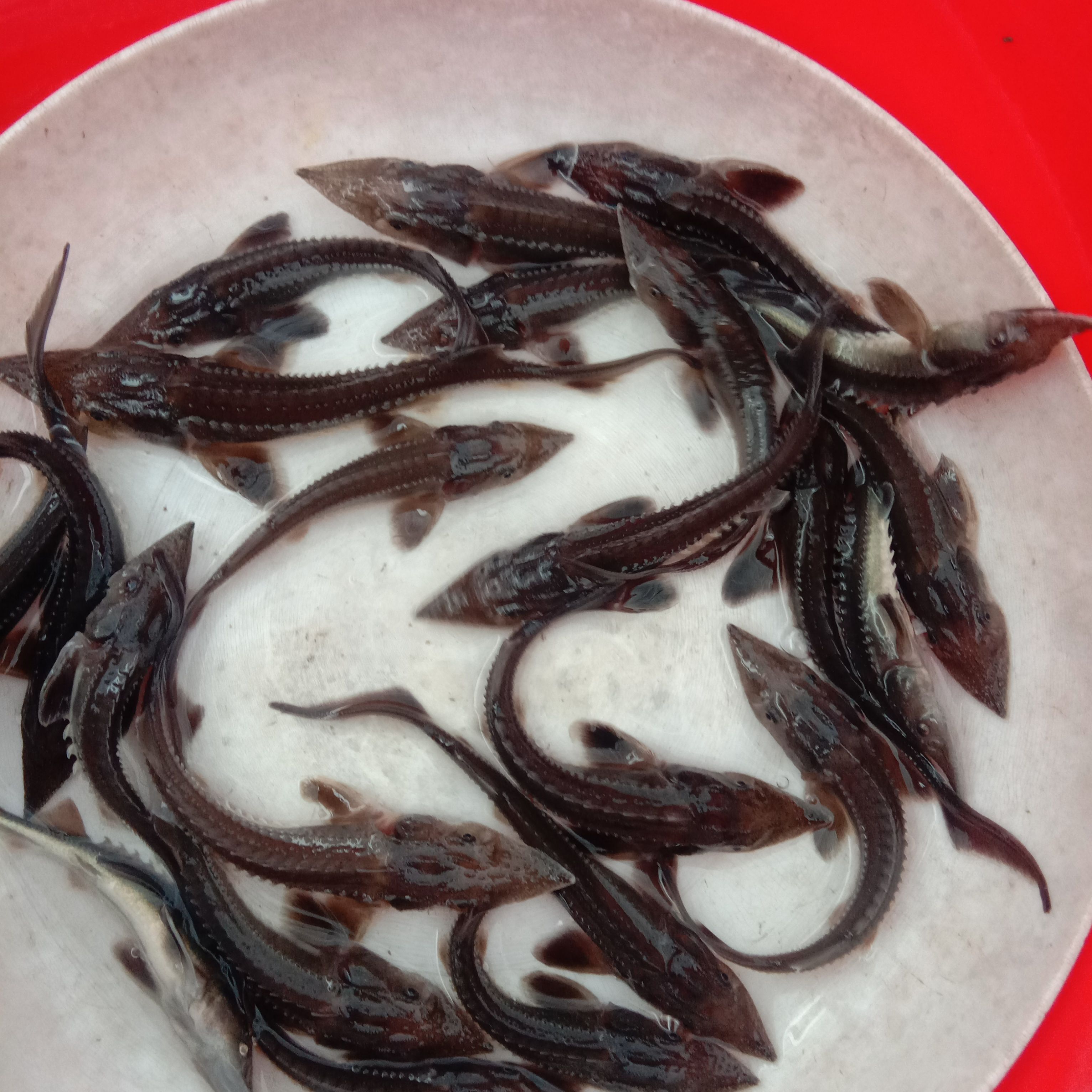 鲟龙鱼苗 鲟鱼、鲟龙鱼以偏内食鱼仔及饲料养殖！