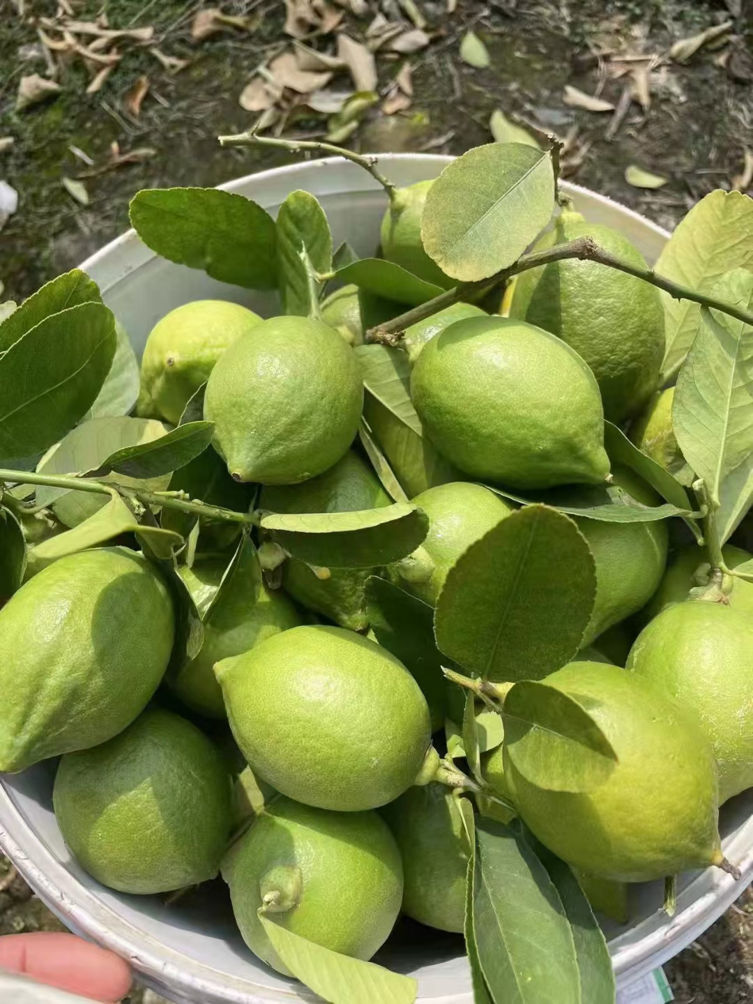 華億果業(yè)