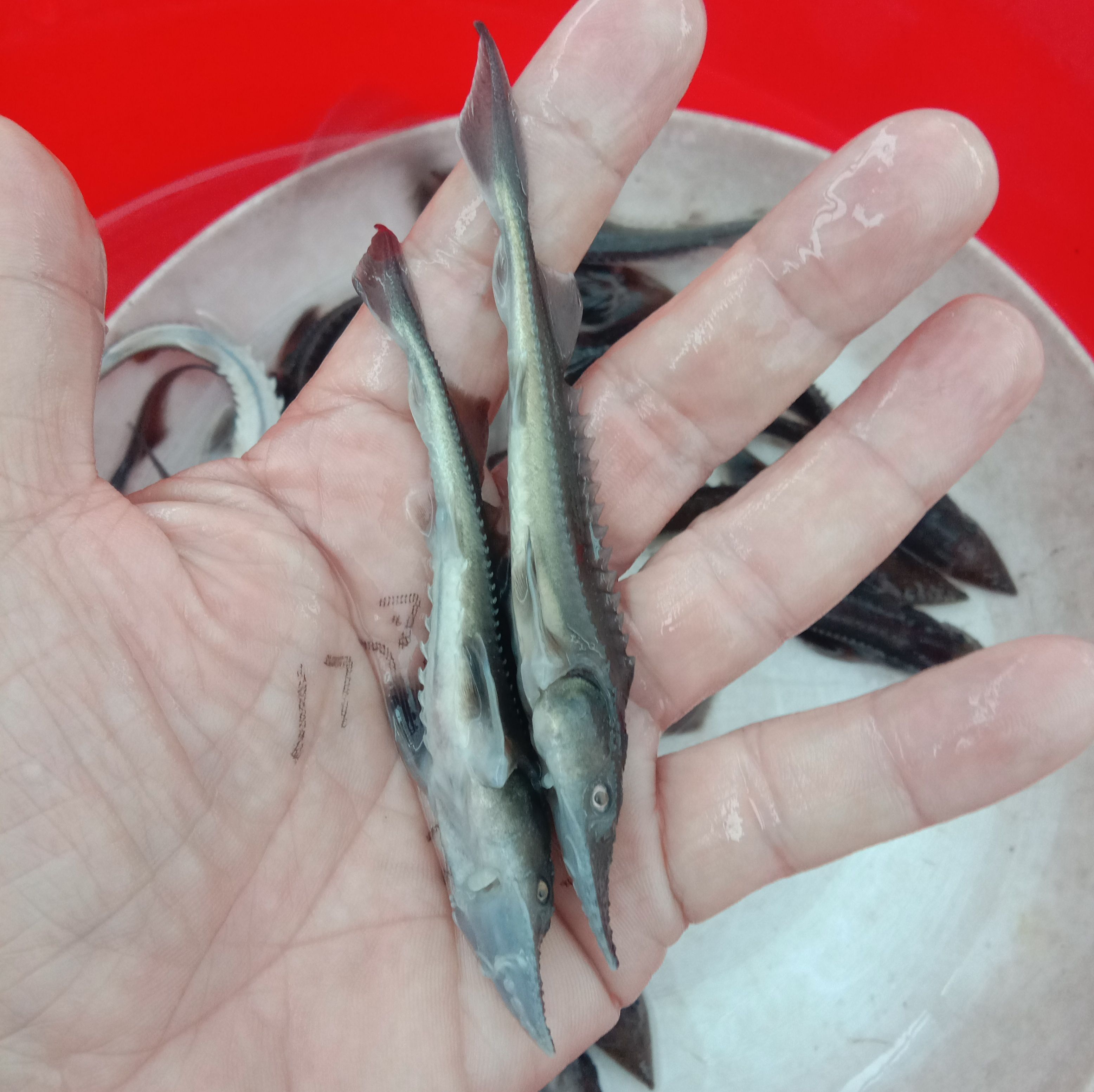 鲟龙鱼苗 鲟鱼、鲟龙鱼以偏内食鱼仔及饲料养殖！