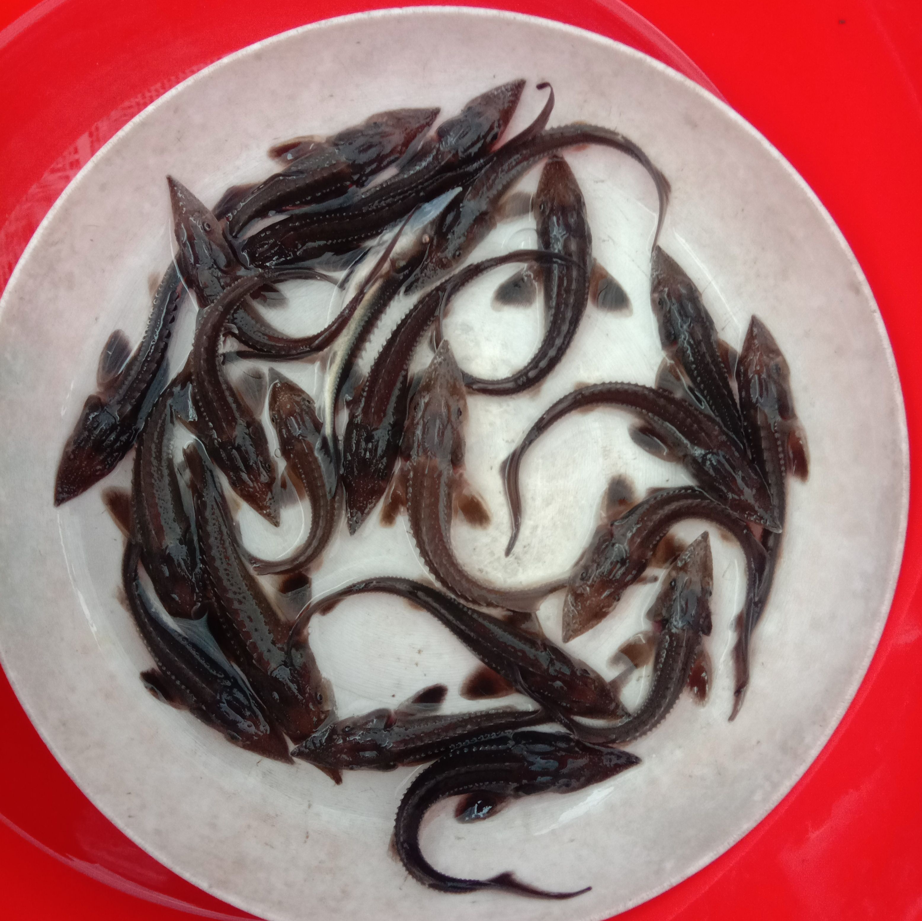 鲟龙鱼苗 鲟鱼、鲟龙鱼以偏内食鱼仔及饲料养殖！