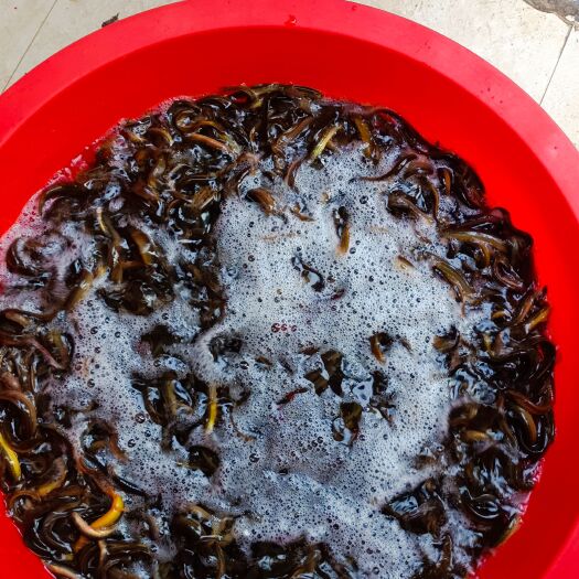 正品ye生泥鳅 土泥鳅   纯天ran   无污ran