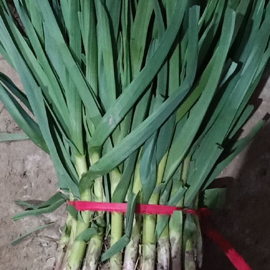 丰县 红根蒜苗大量有货基地直销！质量好价格低！