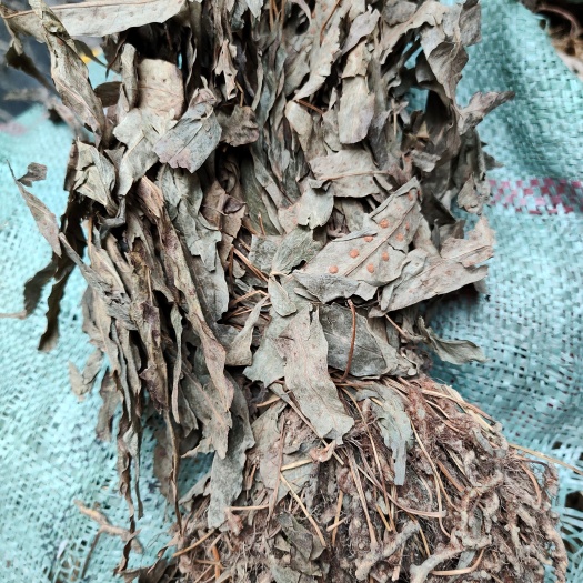 七星剑正品金鸡脚 鹅掌金星草鸭脚草 鸭脚掌 鸭脚香