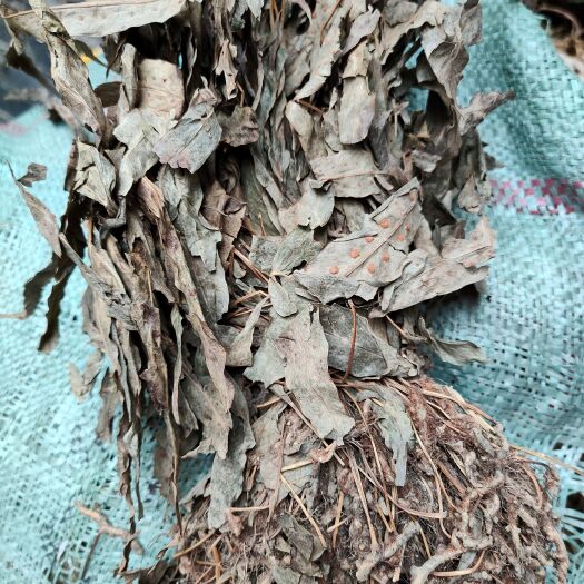 北流市七星剑正品金鸡脚 鹅掌金星草鸭脚草 鸭脚掌 鸭脚香