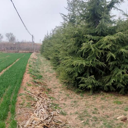 莱州市 雪松老爸种的树，树杆挺拔，笔直，量大。价位好谈。诚意出售