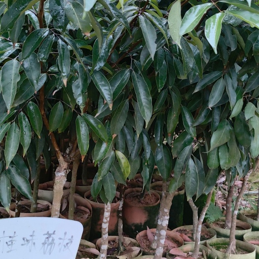 灵山县 桂味荔枝苗