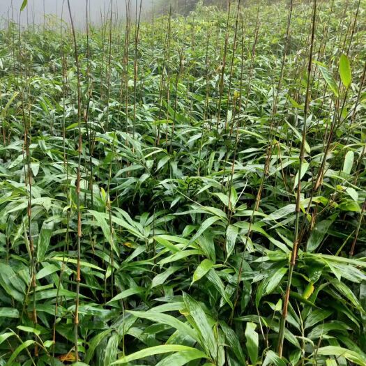 盐津县 方竹苗