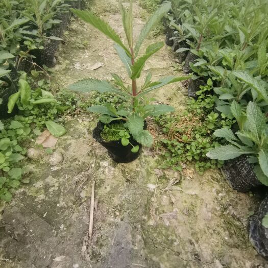 成都草花 柳叶马鞭草