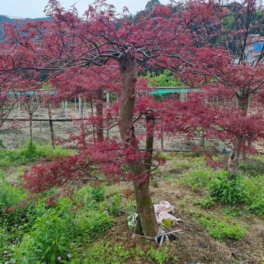 全州县羽毛枫