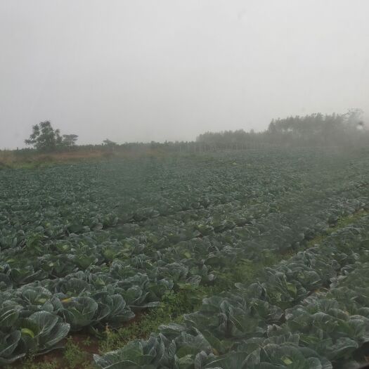 横州市包菜 甘蓝大批上市有意联系