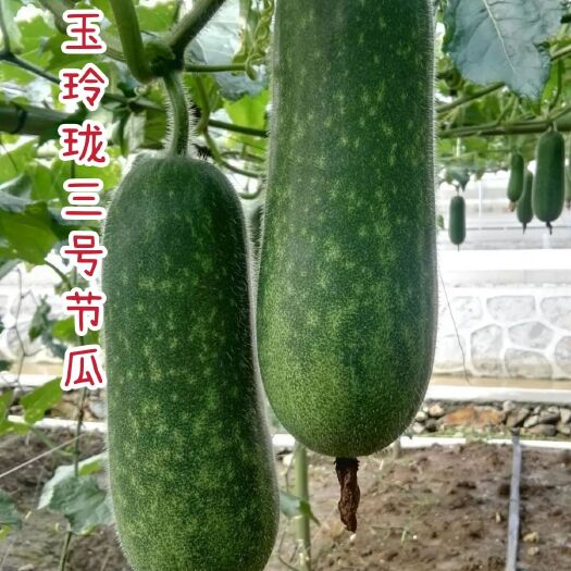 广州冬瓜种子 好吃易种绿肉节瓜 玉玲珑3号种子 口感脆甜 抗性强