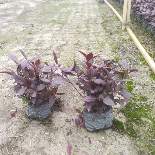 广州红掌 红草