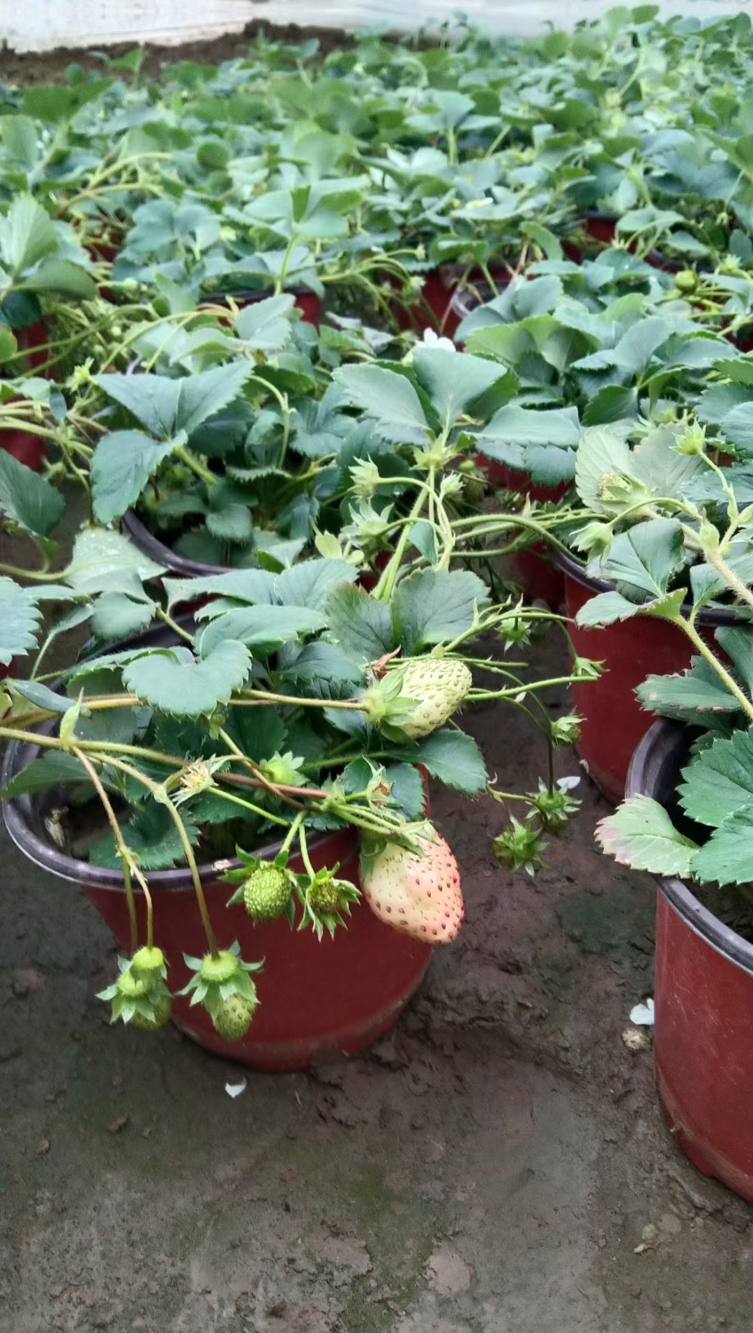 草莓盆栽  品种草莓 盆栽