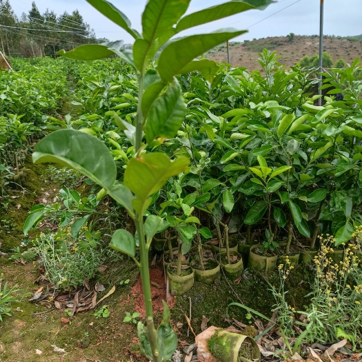 灵山县泰国红宝石柚苗 红宝石青柚苗