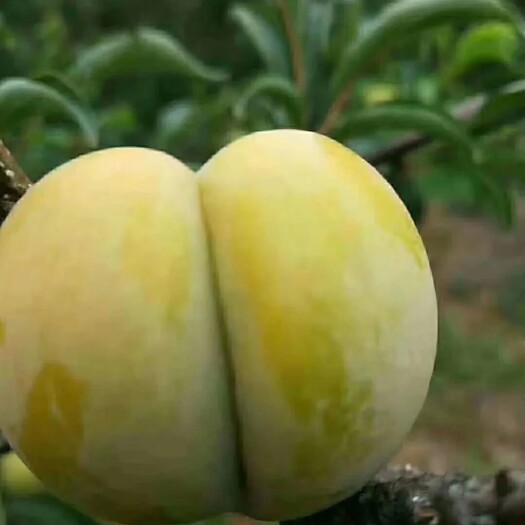 东阳市李子，脱骨清脆李，蜂糖李，