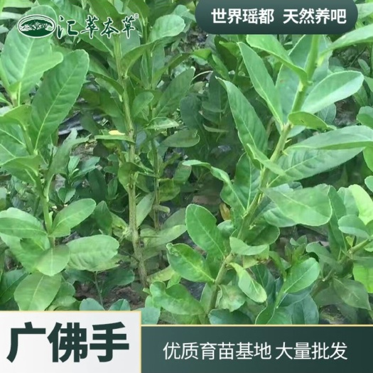 金秀县广佛手中药苗木 广西纯正广佛手苗 广佛手育苗基地直销