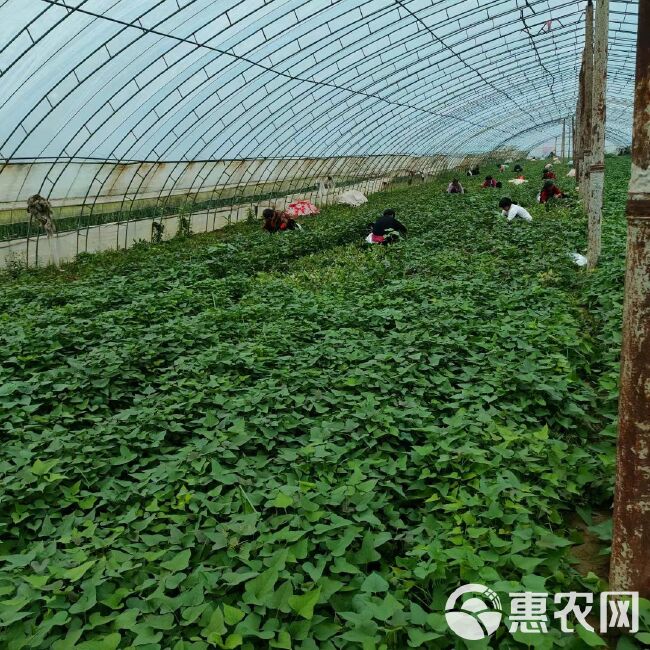 普薯32红薯苗 普薯32号红薯苗脱毒西瓜红红薯苗600亩育苗