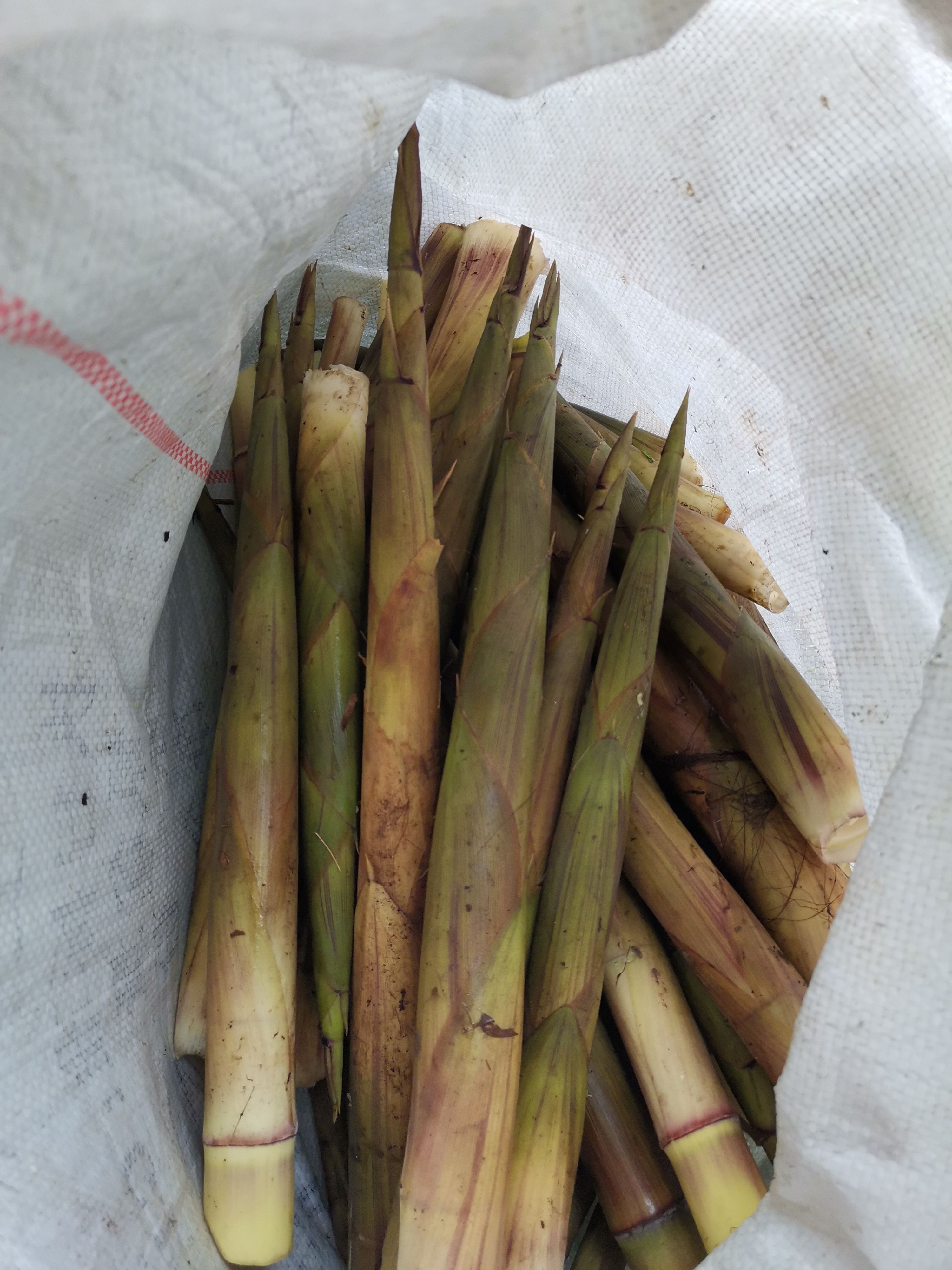 野生新鲜带壳的（小竹笋）