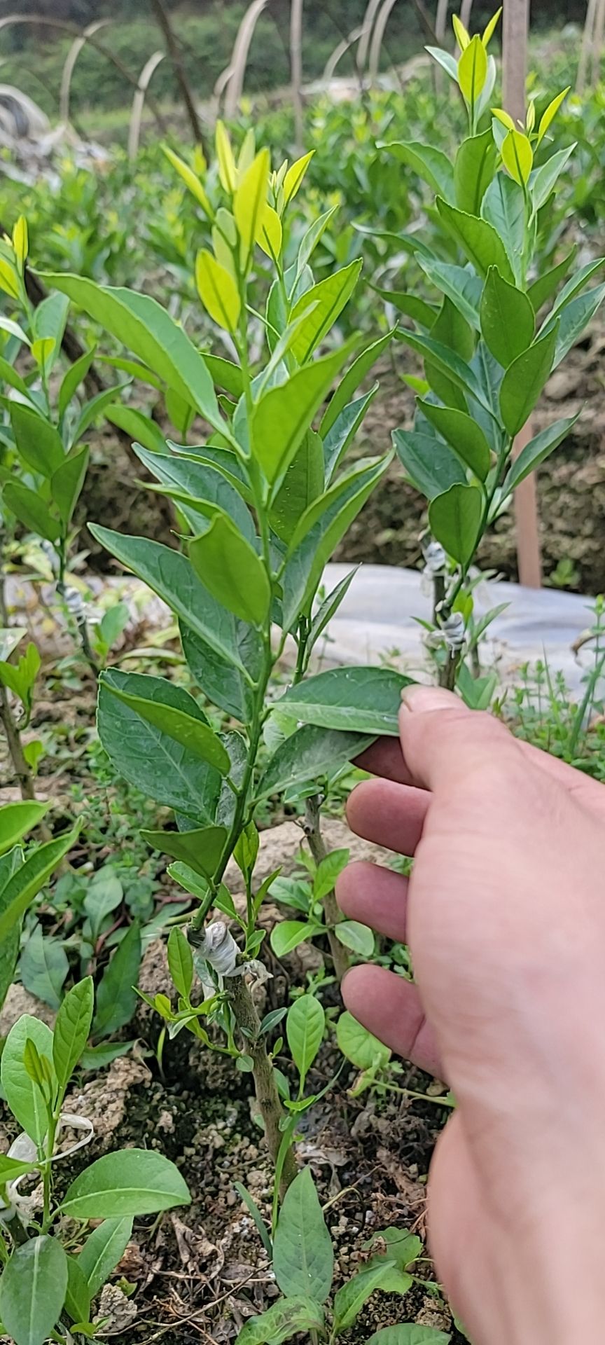 新会柑苗，新苗上市