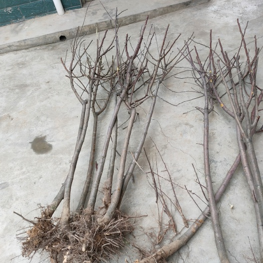 绛县富红苹果苗 苹果苗