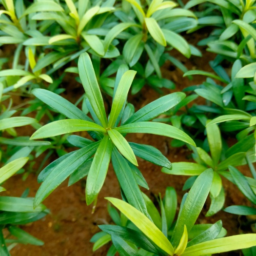  小叶罗汉松芽苗