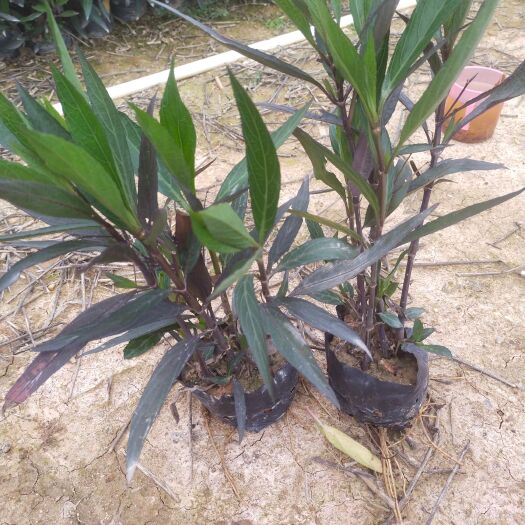 广州翠芦莉盆栽 翠罗莉，星花。