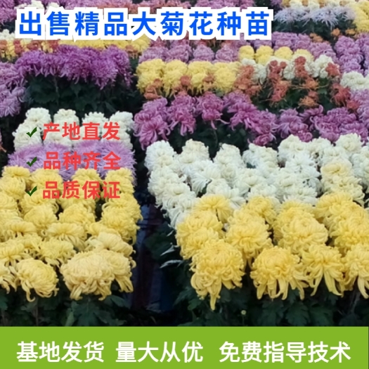 开封菊花种苗  观赏菊花苗  百菊品种菊花苗 免费技术指导