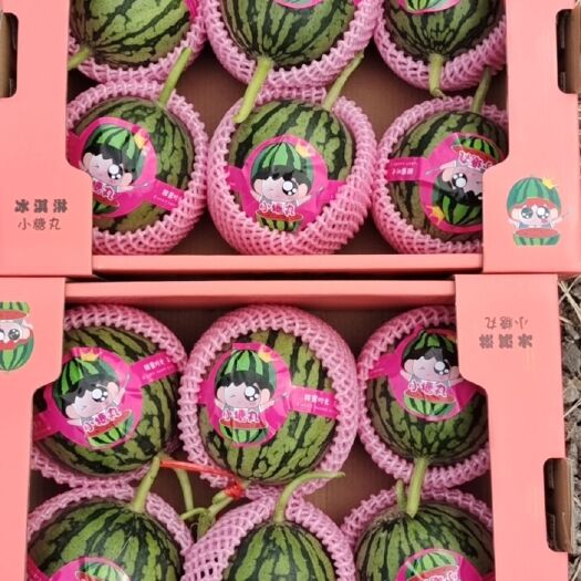 潍坊早春红玉西瓜  山东精品2K西瓜小糖丸西瓜牛奶爆瓜产地直发，