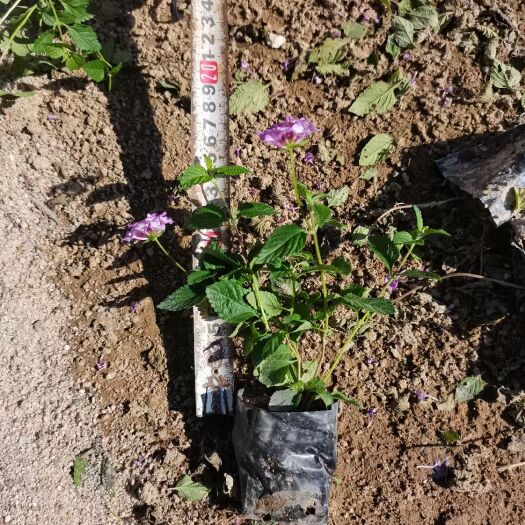 漳浦县马缨丹盆栽 马缨丹，紫花马缨丹，福建漳州基地直销