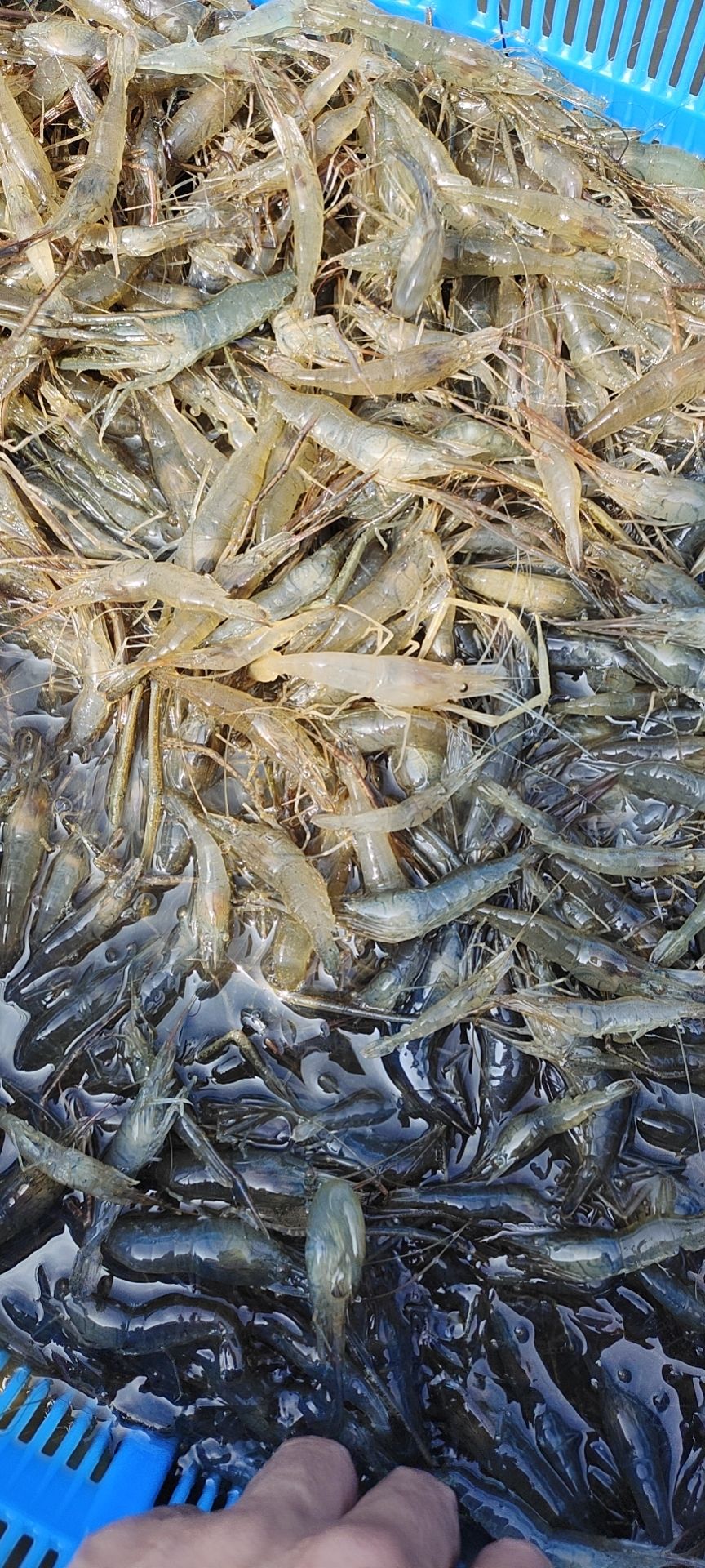 臺山市基圍蝦 鮮活水產 