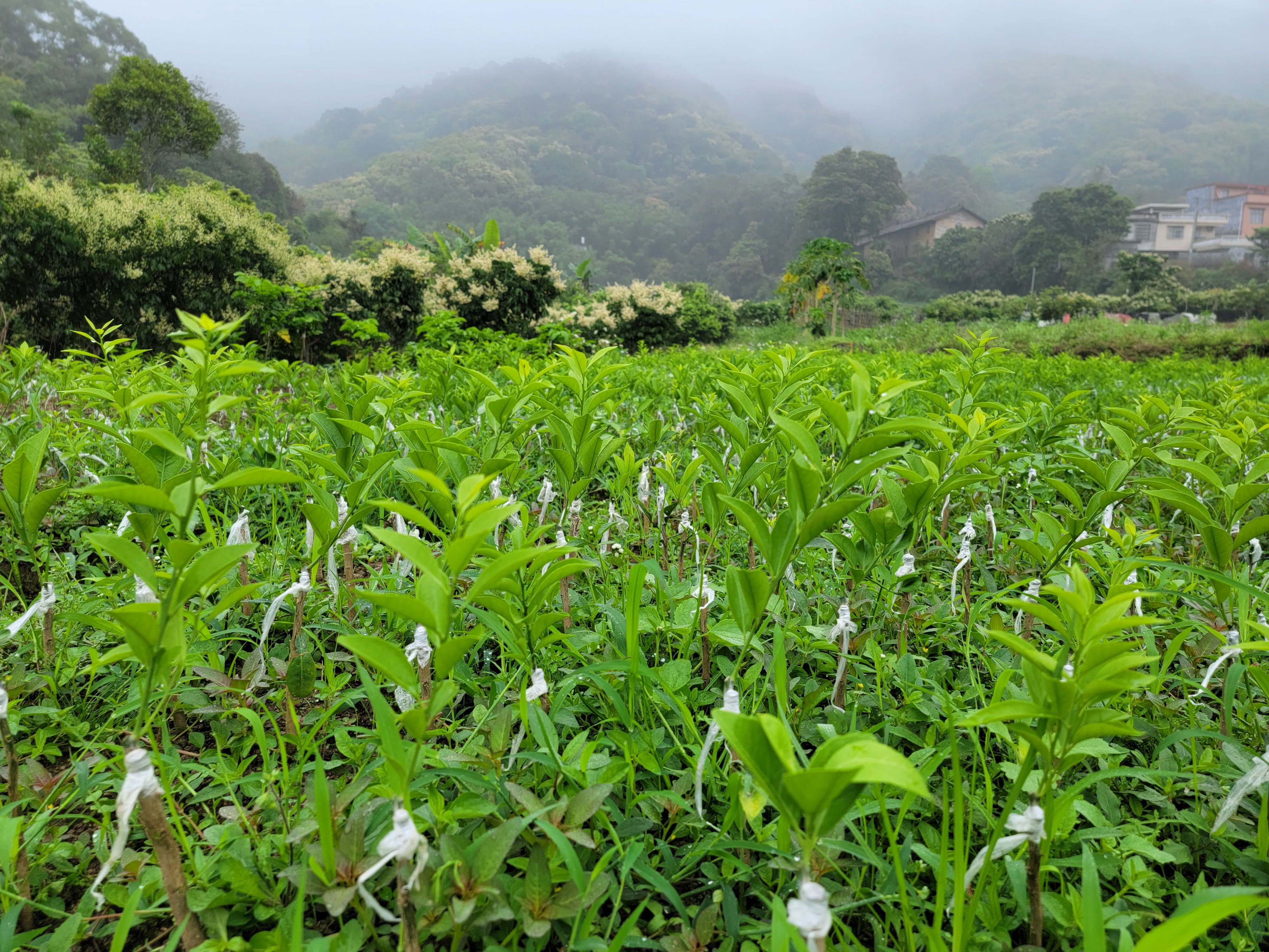 新会柑苗，新苗上市
