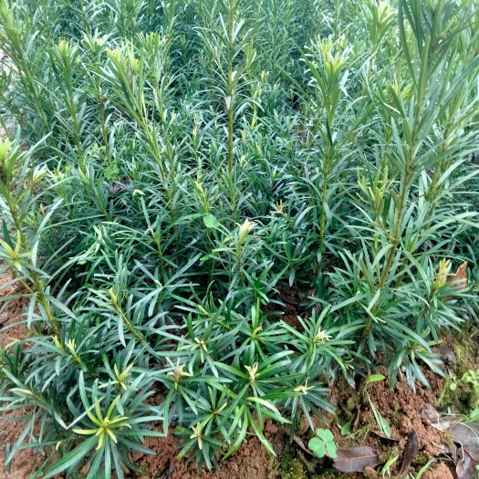 阳朔县罗汉松苗