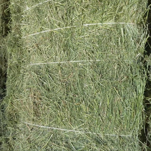 福海县苜蓿草饲料 二茬苜蓿2650