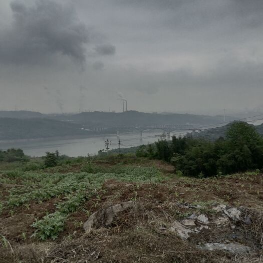 重庆市山地 巴南区200亩种植地，环境优美三面看江，可打造露营基地加采摘