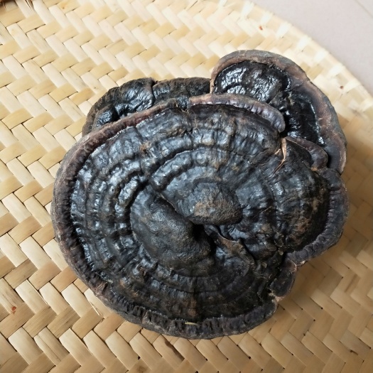金秀大瑶山灵芝