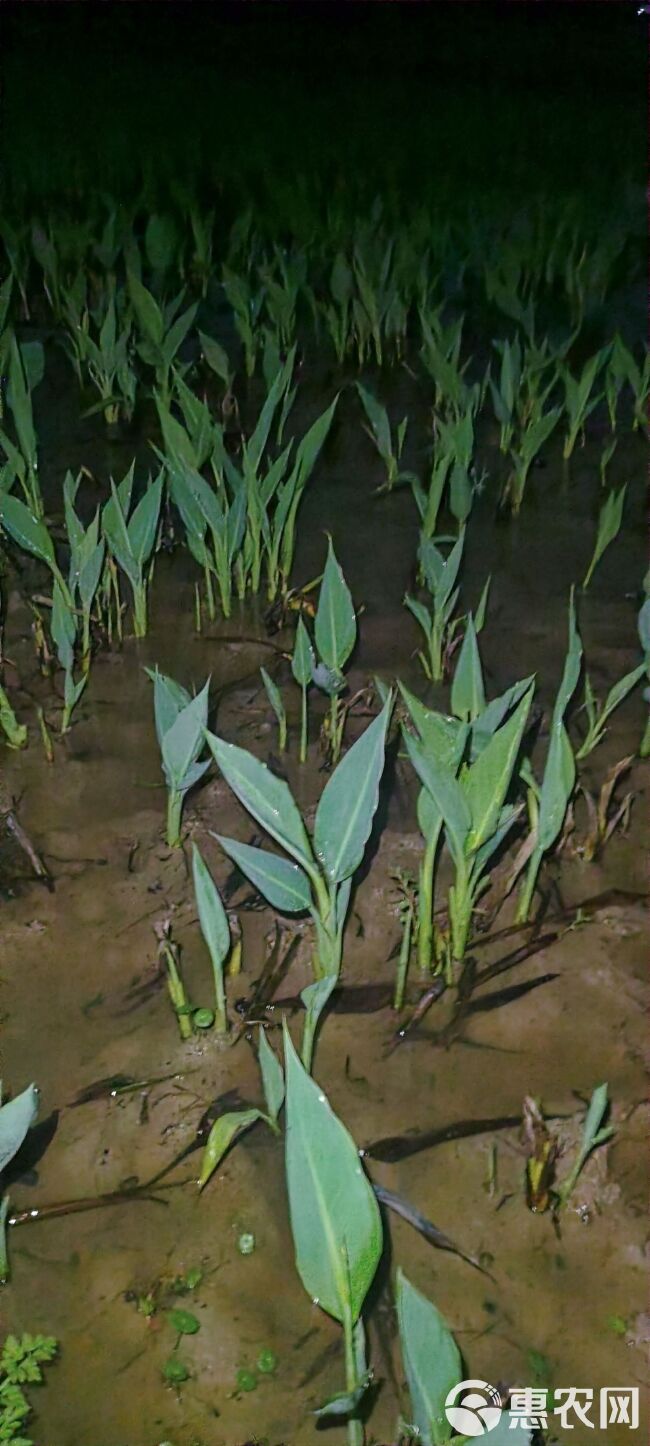 广东水生美人蕉 水生植物 美人蕉 鸢尾