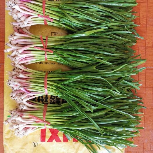 东平县红根蒜苗 精品蒜苗出售，量大，自家种植