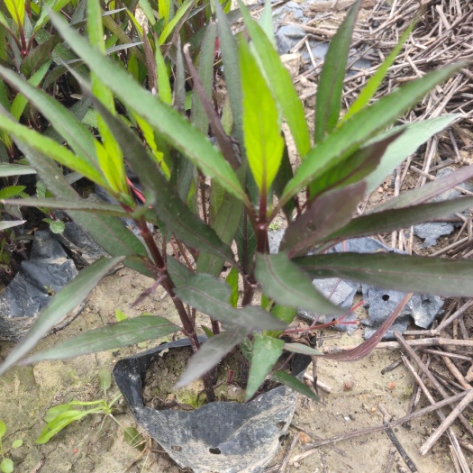 广州翠芦莉盆栽 翠芦莉