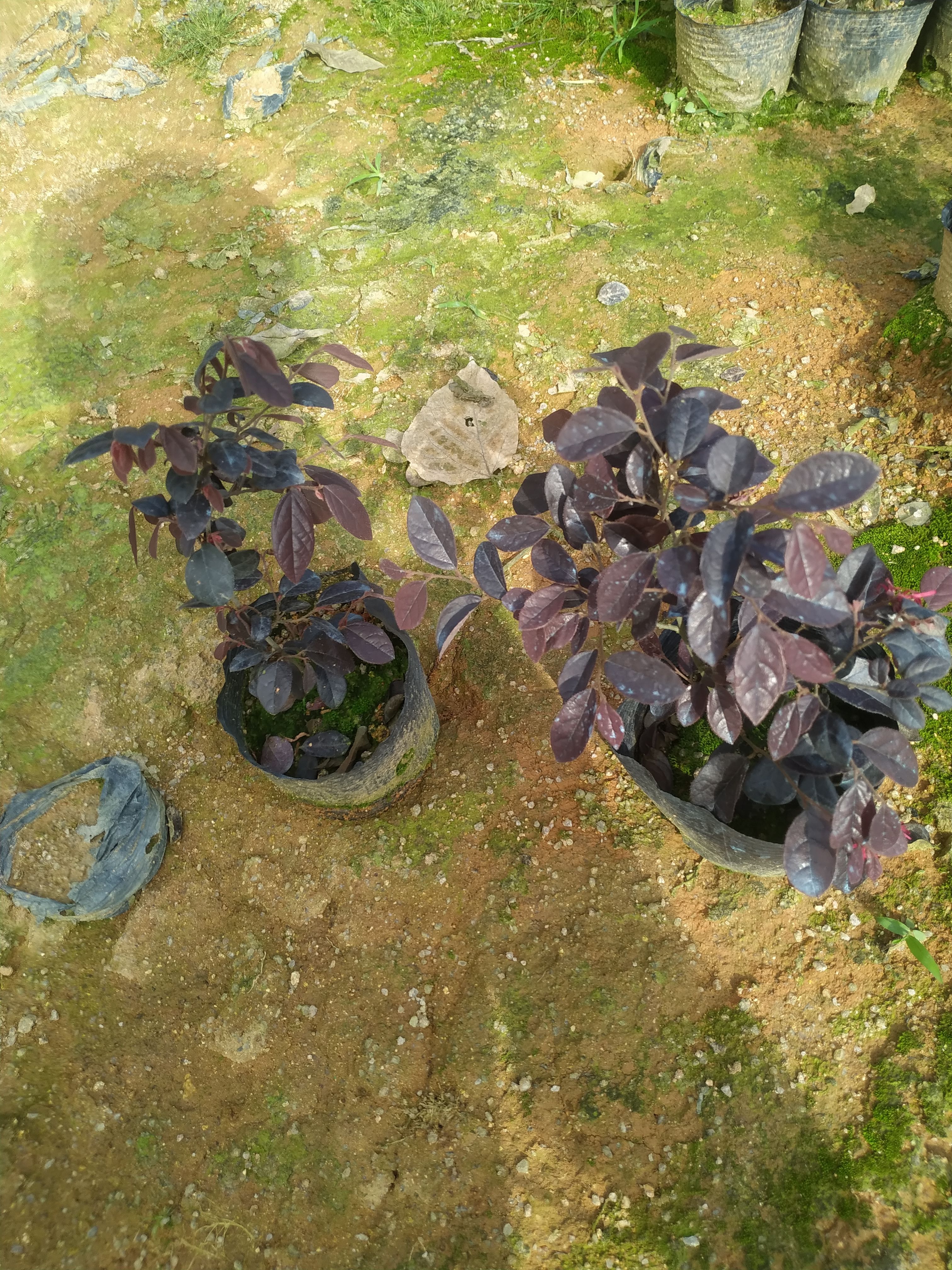 双面红 《红继木、红梽木、红桎木、红檵花、红梽花、红桎花、红