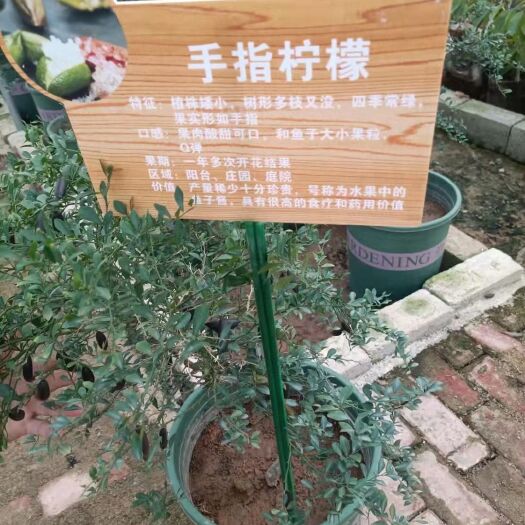 灵山县柠檬苗 手指柠檬，号称柠檬中的鱼子酱！